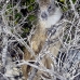 hutia_desmarest_chiq_jar_v_0167_cub2282.jpg
